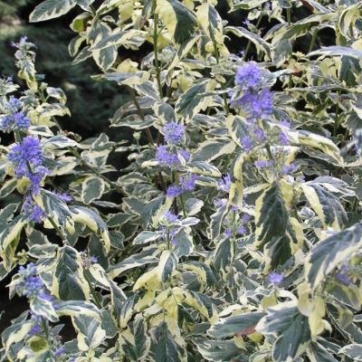 Кариоптерис кландоненсис Вайт Сюрприз Кариоптерис кландоненсис Вайт Сюрприз - Dolina-Sad.Ru