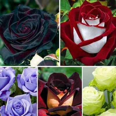 Микс чайно-гибридных роз (3=2) Микс чайно-гибридных роз (3=2) фото