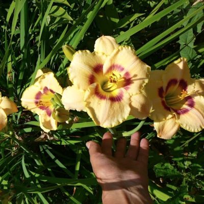 Лилейник Кастед Кэнди Лилейник Кастед Кэнди - Dolina-Sad.Ru