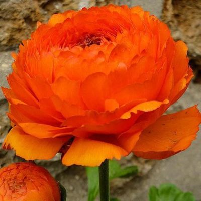 Ранункулюс Оранж фото