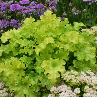 Гейхера Лайм Раффлз Гейхера Лайм Раффлз - Dolina-Sad.Ru