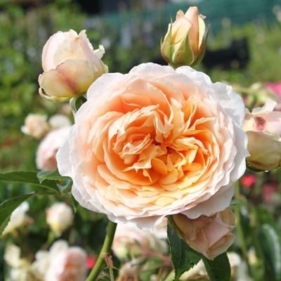 Роза Джинджер Силлабаб Роза Джинджер Силлабаб - Dolina-Sad.Ru