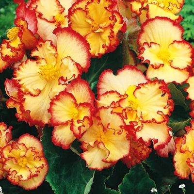 Бегония Маргината желто-красная Бегония Маргината желто-красная фото