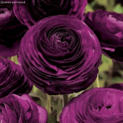 Ранункулюс Цветущая долина фиолетовая F1 Ранункулюс Цветущая долина фиолетовая F1 фото