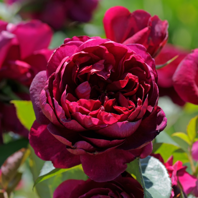 Роза Аскот Роза Аскот фото