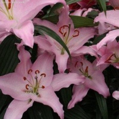 Лилия Шейла Лилия Шейла фото