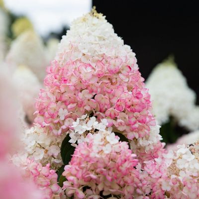 Гортензия метельчатая Стробери Блоссом Гортензия метельчатая Стробери Блоссом - Dolina-Sad.Ru