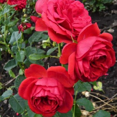 Роза Ален Роза Ален - Dolina-Sad.Ru