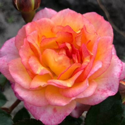 Роза Аппалачи Роза Аппалачи - Dolina-Sad.Ru