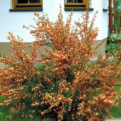 Ракитник Палетт Ракитник Палетт - Dolina-Sad.Ru