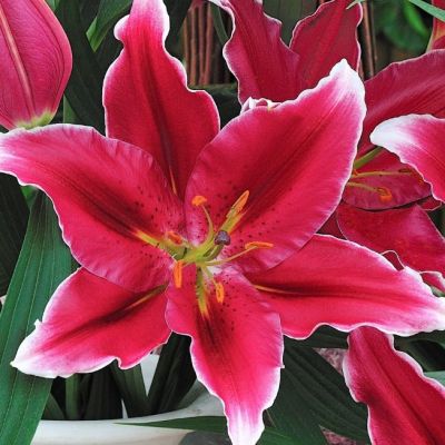 Лилия Метрополитен Лилия Метрополитен фото