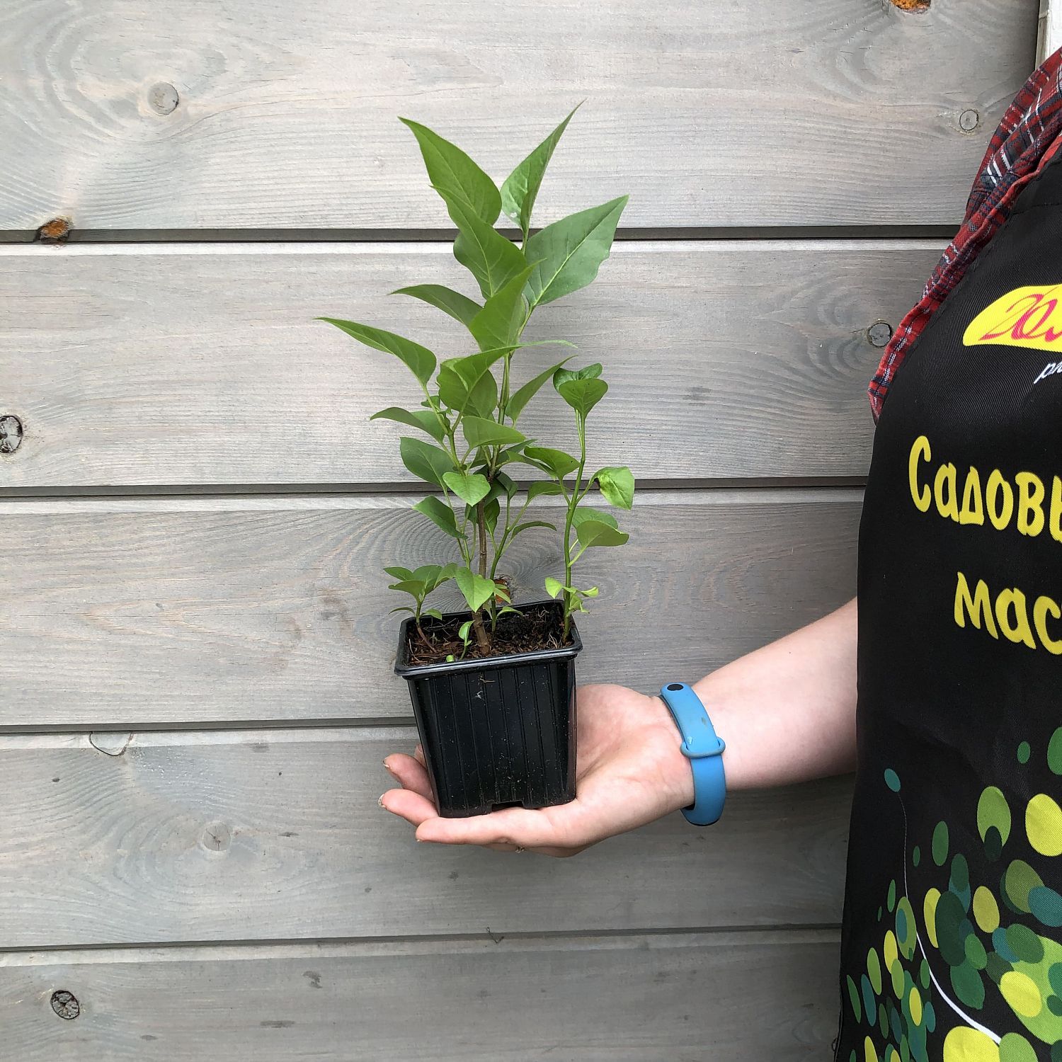 Сирень обыкновенная "Чарльз Джоли" Сирень обыкновенная "Чарльз Джоли" фото