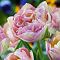 Тюльпан Свит Дизаер Тюльпан Свит Дизаер фото