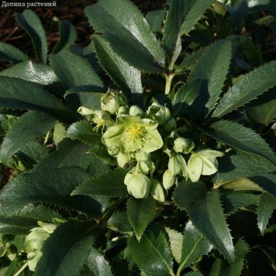 Морозник Грин Дварф - Dolina-Sad.Ru