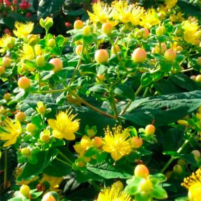 Зверобой Даммера Петер Даммер Зверобой Даммера Петер Даммер - Dolina-Sad.Ru