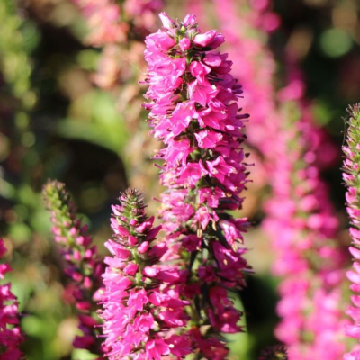 Вероника Ред фото