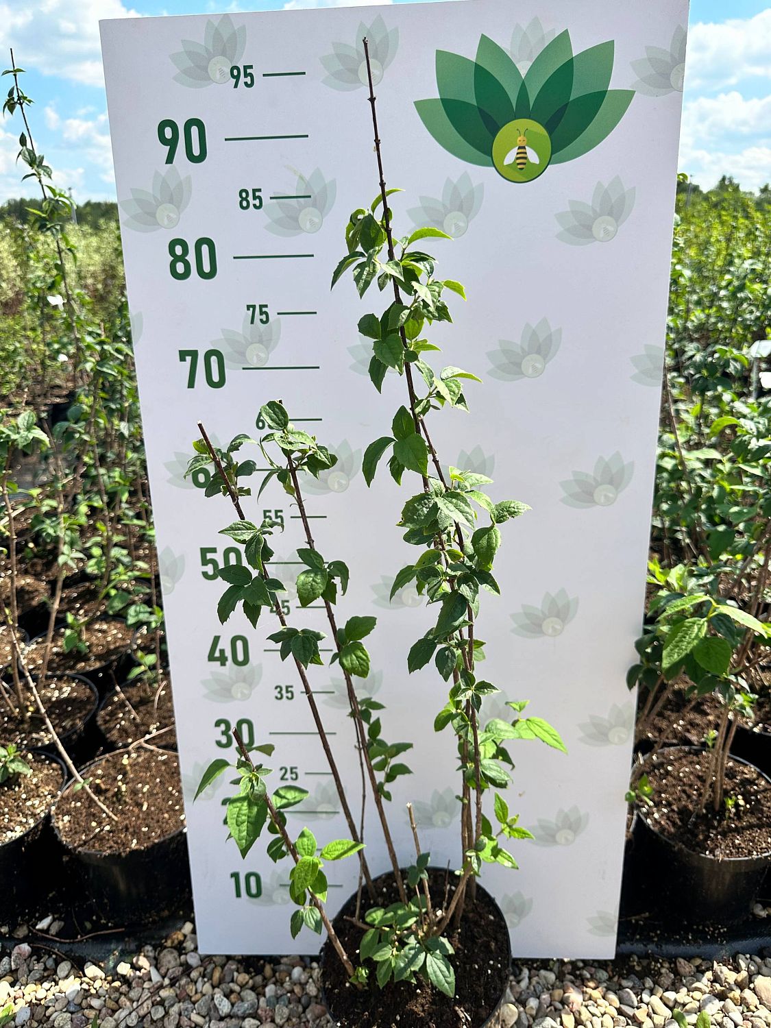 Чубушник венечный, С3 Чубушник венечный, С3 - Dolina-Sad.Ru