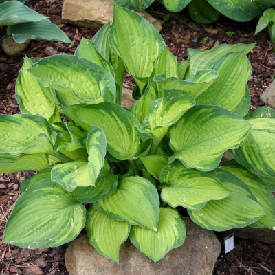 Хоста Шармон Хоста Шармон фото