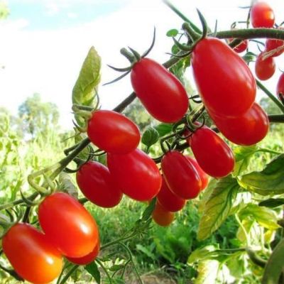 Томат Груша Красная Н11 Томат Груша Красная Н11 фото