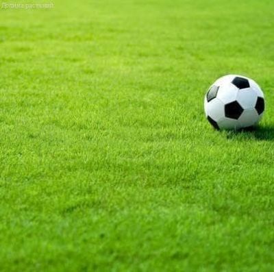 Травосмесь газонная спортивная "Зеленая Русь" Травосмесь газонная спортивная "Зеленая Русь" фото