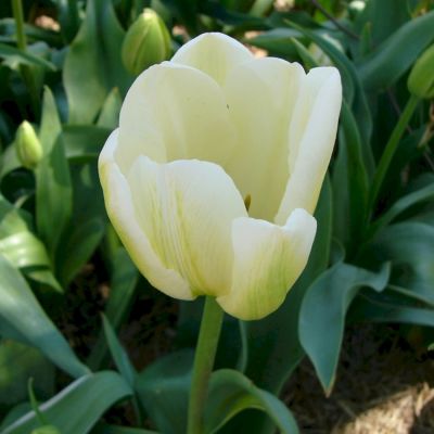 Тюльпан Ле Клин Бланк Тюльпан Ле Клин Бланк - Dolina-Sad.Ru