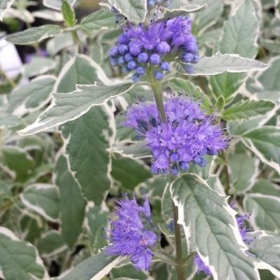 Кариоптерис кландоненсис Вайт Сюрприз Кариоптерис кландоненсис Вайт Сюрприз - Dolina-Sad.Ru