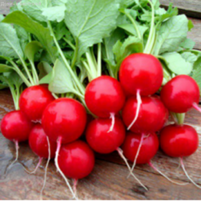 Редис Три Недельки фото