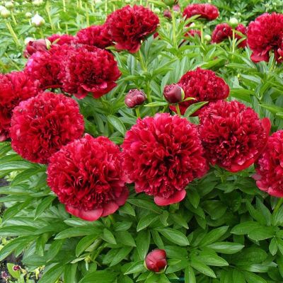 Пион Ред Грейс Пион Ред Грейс фото