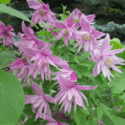 Клематис Маркхамс Пинк Клематис Маркхамс Пинк фото