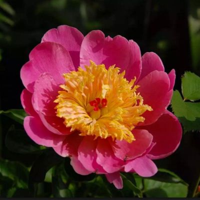 Пион Дорен - Dolina-Sad.Ru
