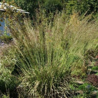 Молиния тростниковая Скайрейсер - Dolina-Sad.Ru