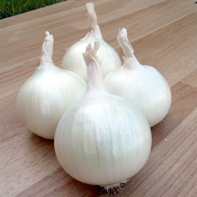 Лук Репчатый Неман Н11 Лук Репчатый Неман Н11 фото