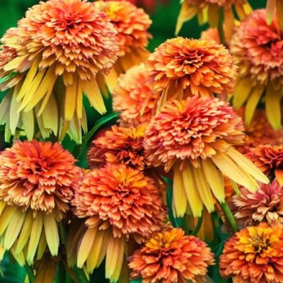 Эхинацея Мармалэйд , Эхинацея Мармалэйд , фото