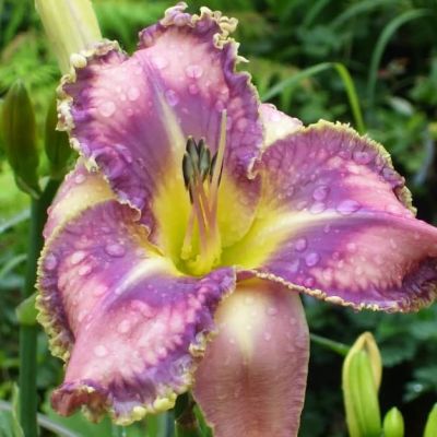 Лилейник Милдред Митчел Лилейник Милдред Митчел фото