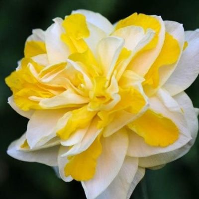 Нарцисс Свит Помпонетт Нарцисс Свит Помпонетт фото