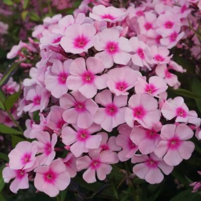 Флокс Брайт айс Флокс Брайт айс фото