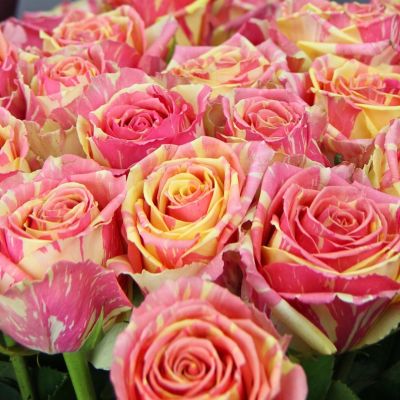 Роза Фиеста Роза Фиеста - Dolina-Sad.Ru