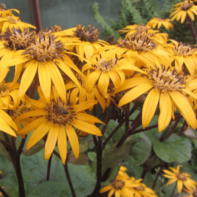 Бузульник зубчатый Бузульник зубчатый фото