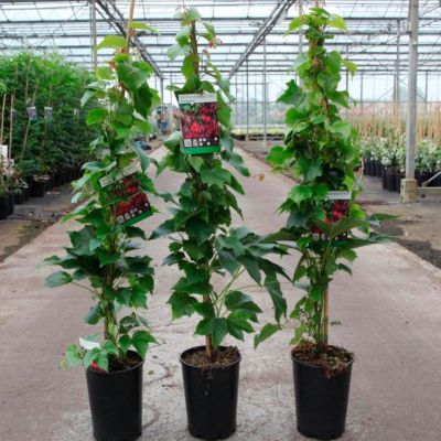 Девичий виноград Пурпуреа Девичий виноград Пурпуреа - Dolina-Sad.Ru