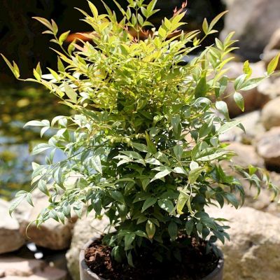 Нандина гибридная Мэджик Лимон-Лайм Нандина гибридная Мэджик Лимон-Лайм - Dolina-Sad.Ru