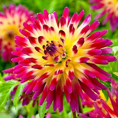 Георгина Таити Санрайз Георгина Таити Санрайз фото