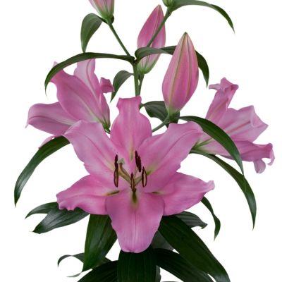 Лилия Белламонте - Dolina-Sad.Ru