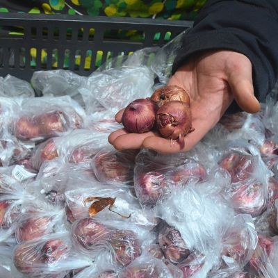 Гладиолус Каптива Гладиолус Каптива фото