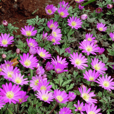 Анемона Бланда Виолет Стар Анемона Бланда Виолет Стар фото