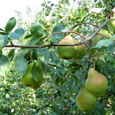 Груша Пингвин Груша Пингвин - Dolina-Sad.Ru