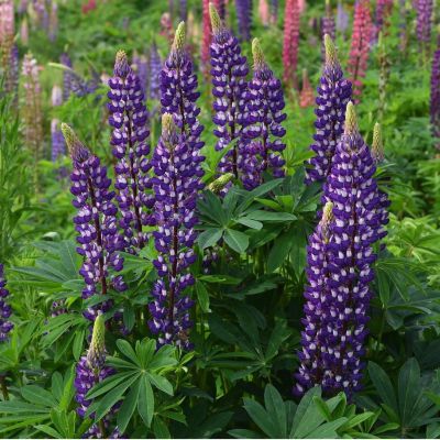 Люпин Шлосфрау Люпин Шлосфрау - Dolina-Sad.Ru