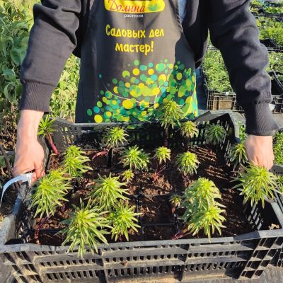 Лилия Уайт Планет Лилия Уайт Планет фото