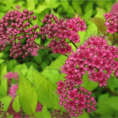 Спирея японская Фробелии, С1 - Dolina-Sad.Ru