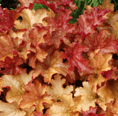 Гейхера Джинджер Пич , С1,5 фото