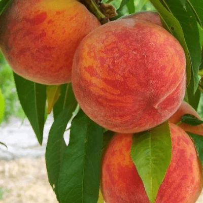 Персик Рубино Персик Рубино фото